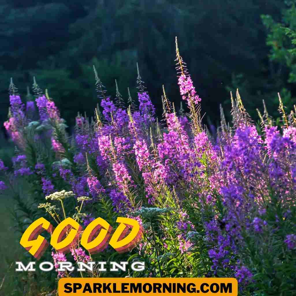 Good Morning Purple Flower Images