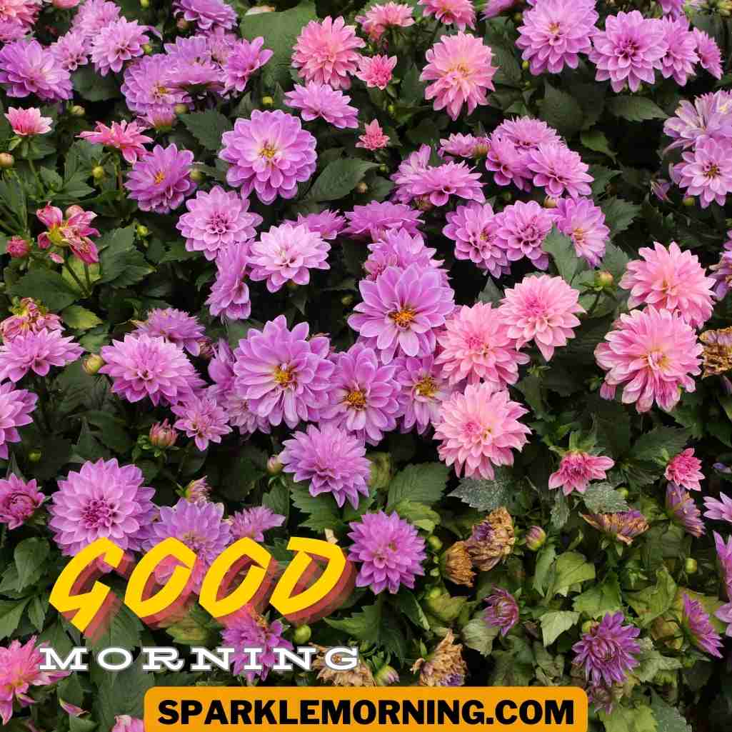 Good Morning Purple Flower Images