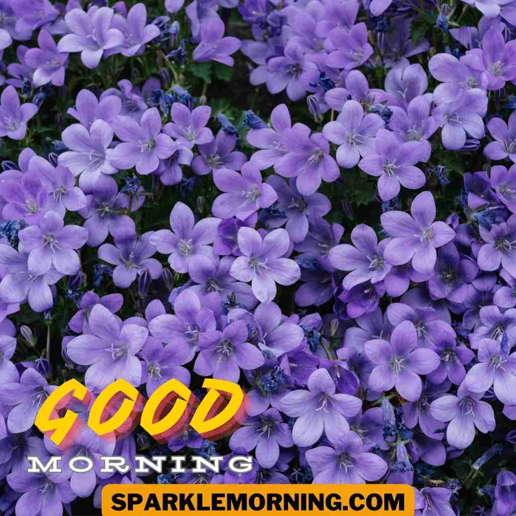 Good Morning Purple Flower Images
