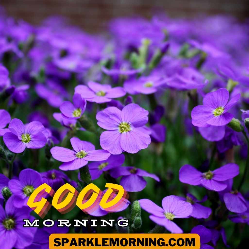 Good Morning Purple Flower Images