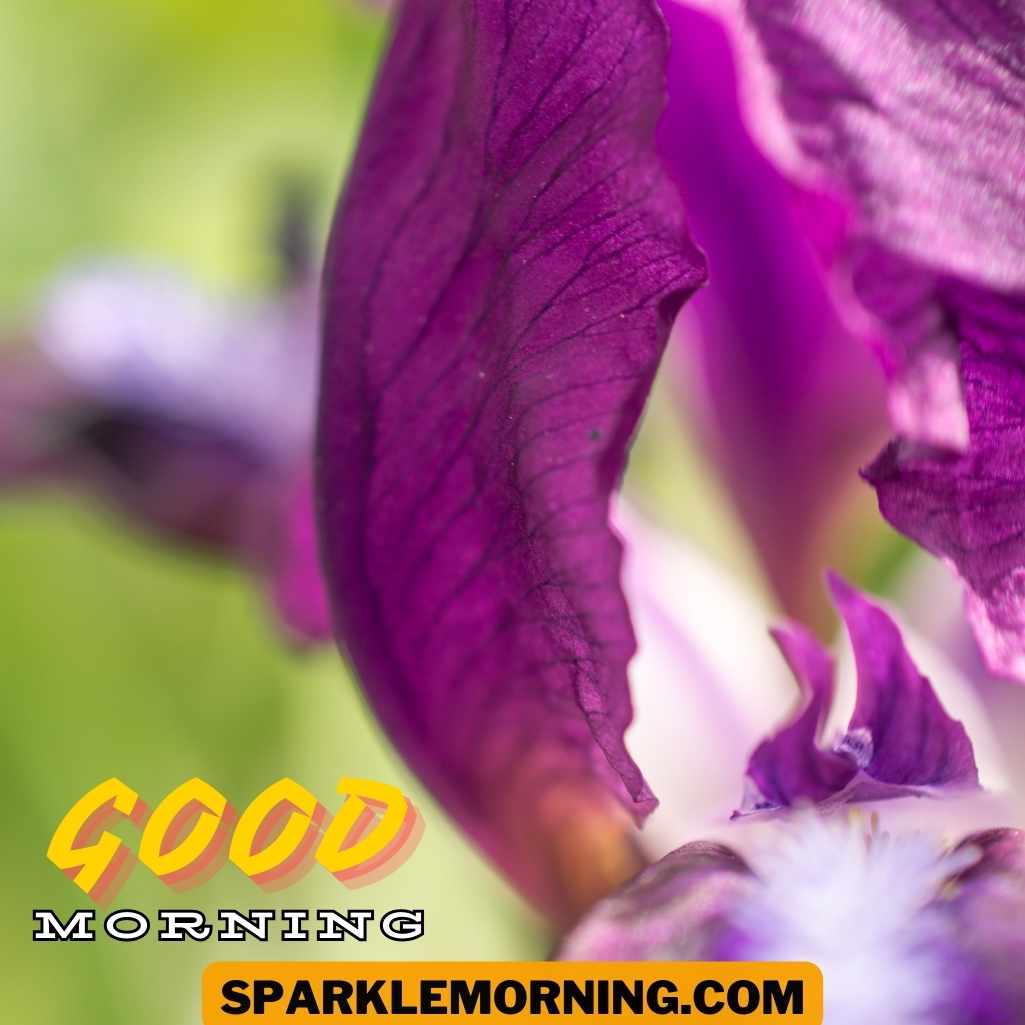 Good Morning Purple Flower Images