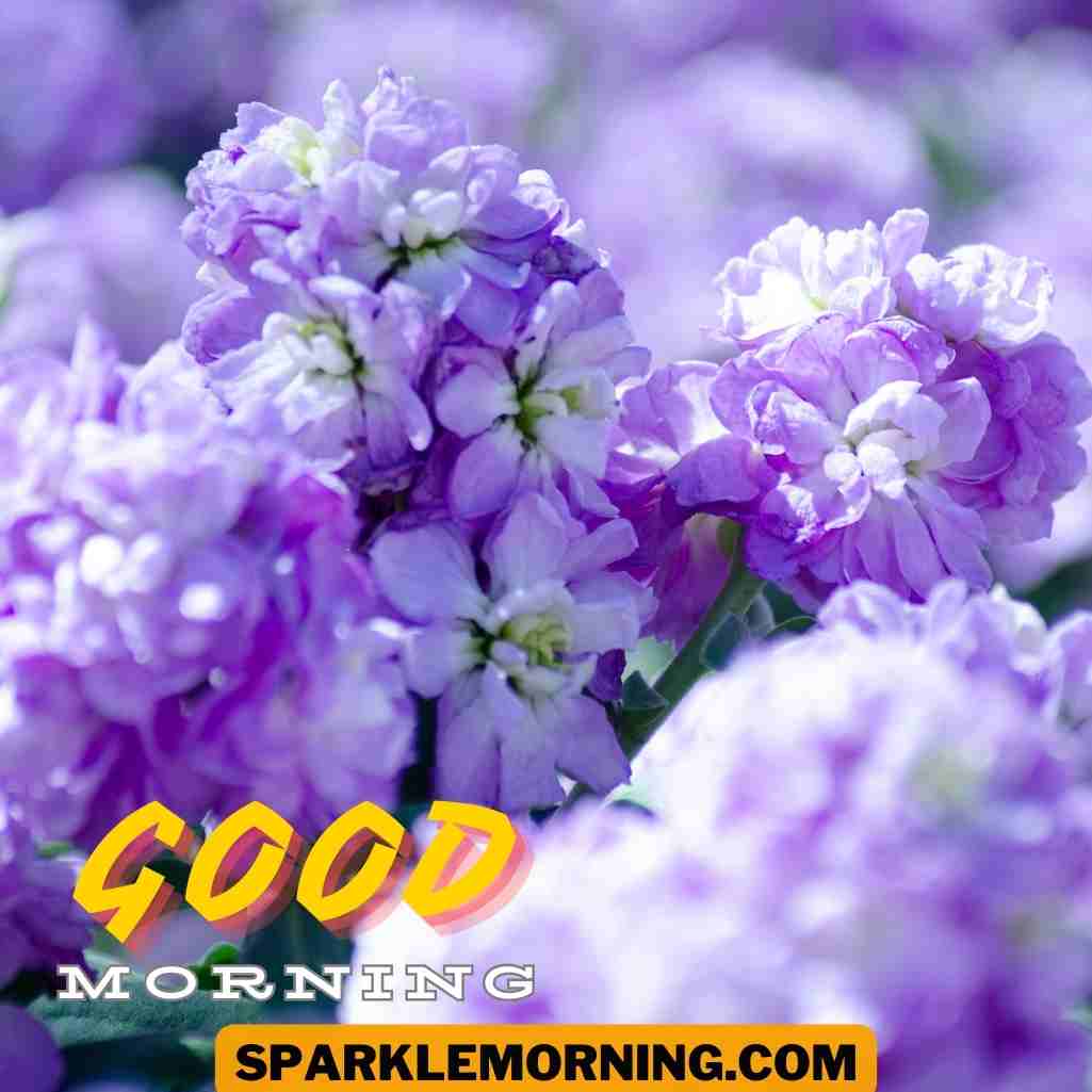 Good Morning Purple Flower Images