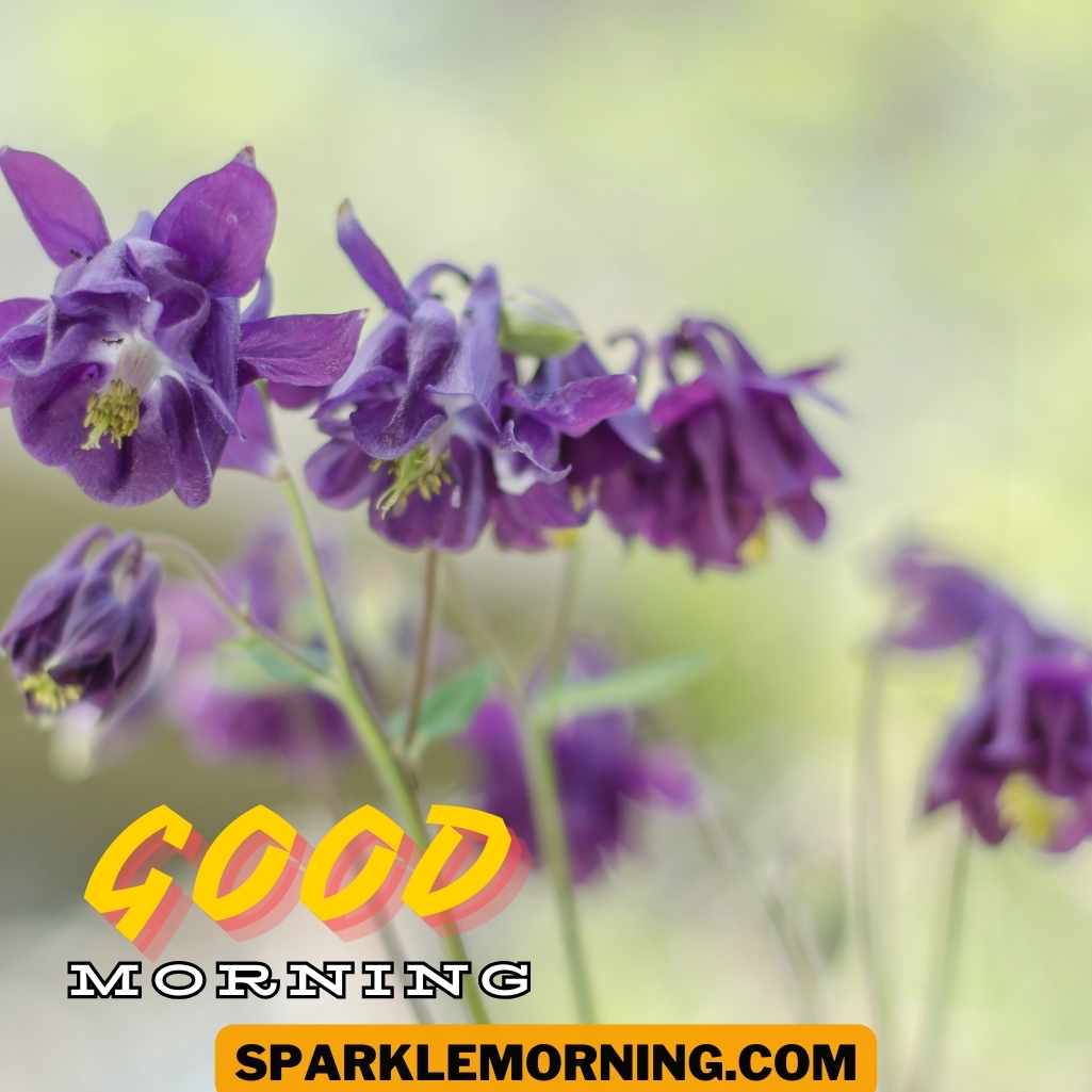 Good Morning Purple Flower Images