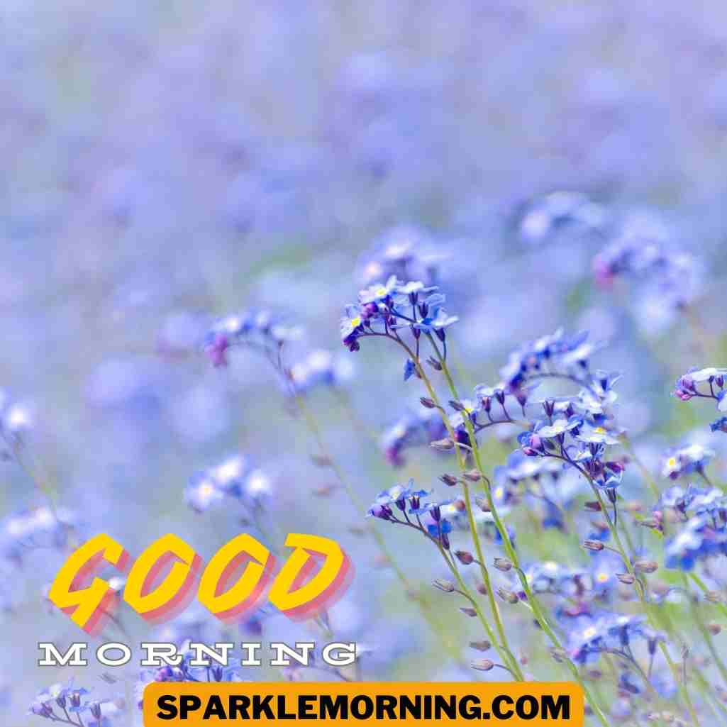 Good Morning Purple Flower Images