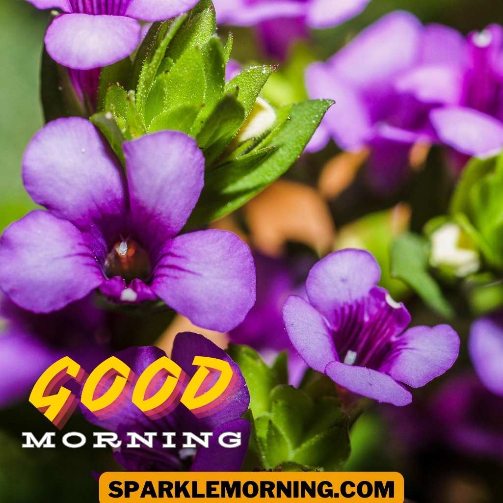 Good Morning Purple Flower Images