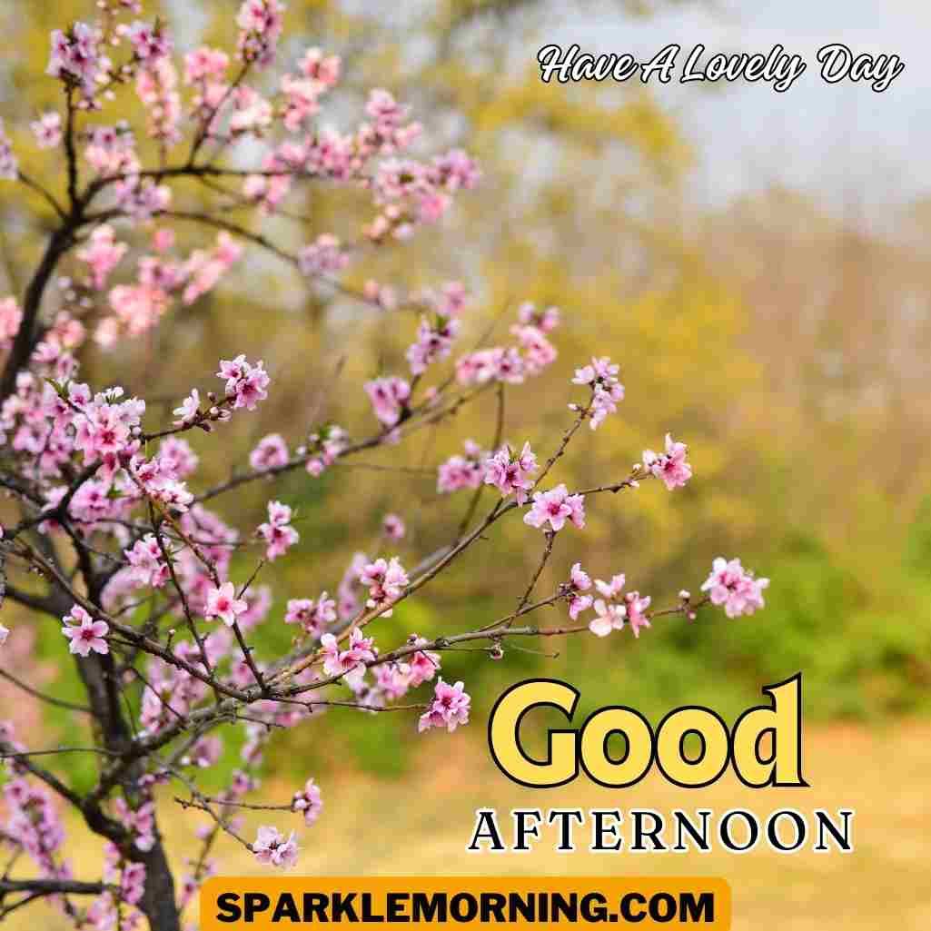 Good Afternoon Saturday Images