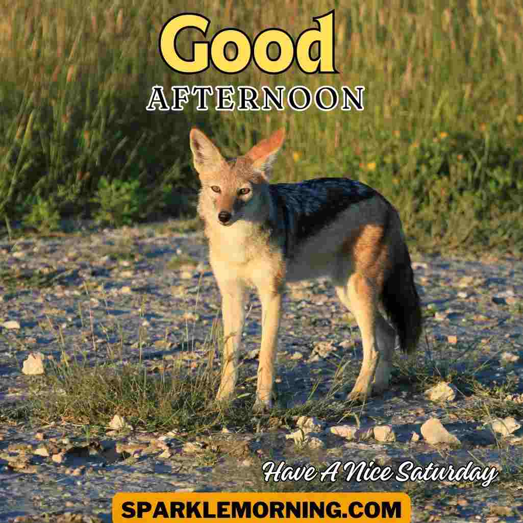 Good Afternoon Saturday Images