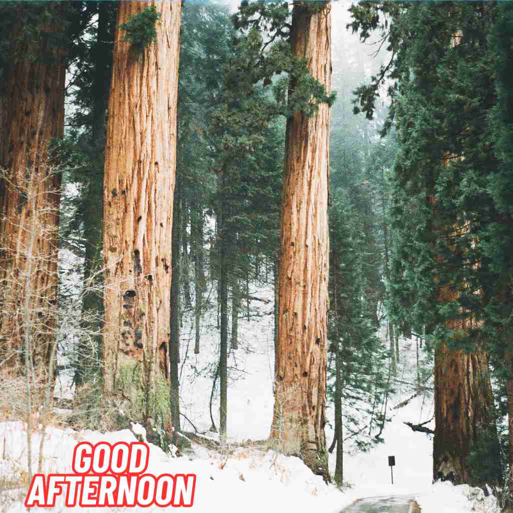 Good Afternoon Winter Images