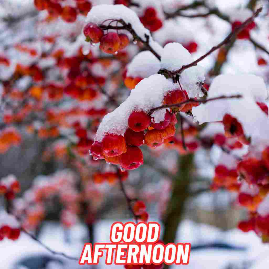 Good Afternoon Winter Images