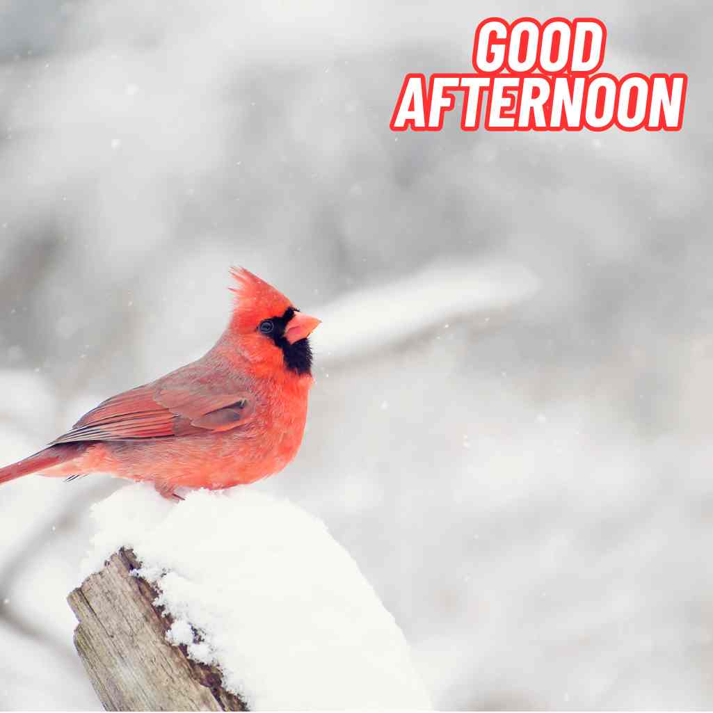 Good Afternoon Winter Images