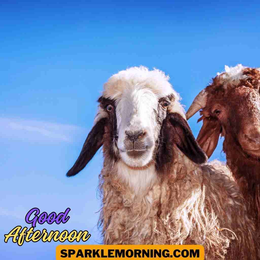 good afternoon funny images