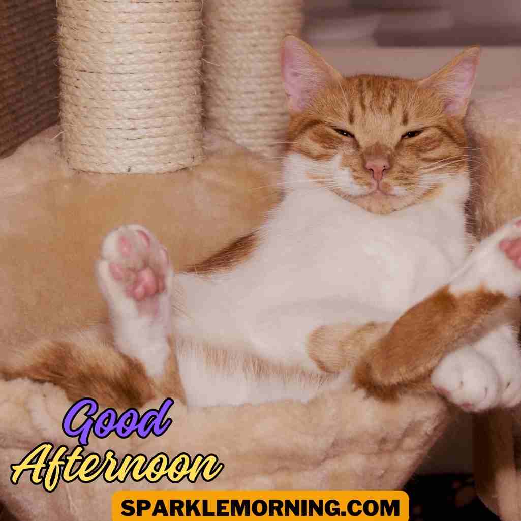 good afternoon funny images