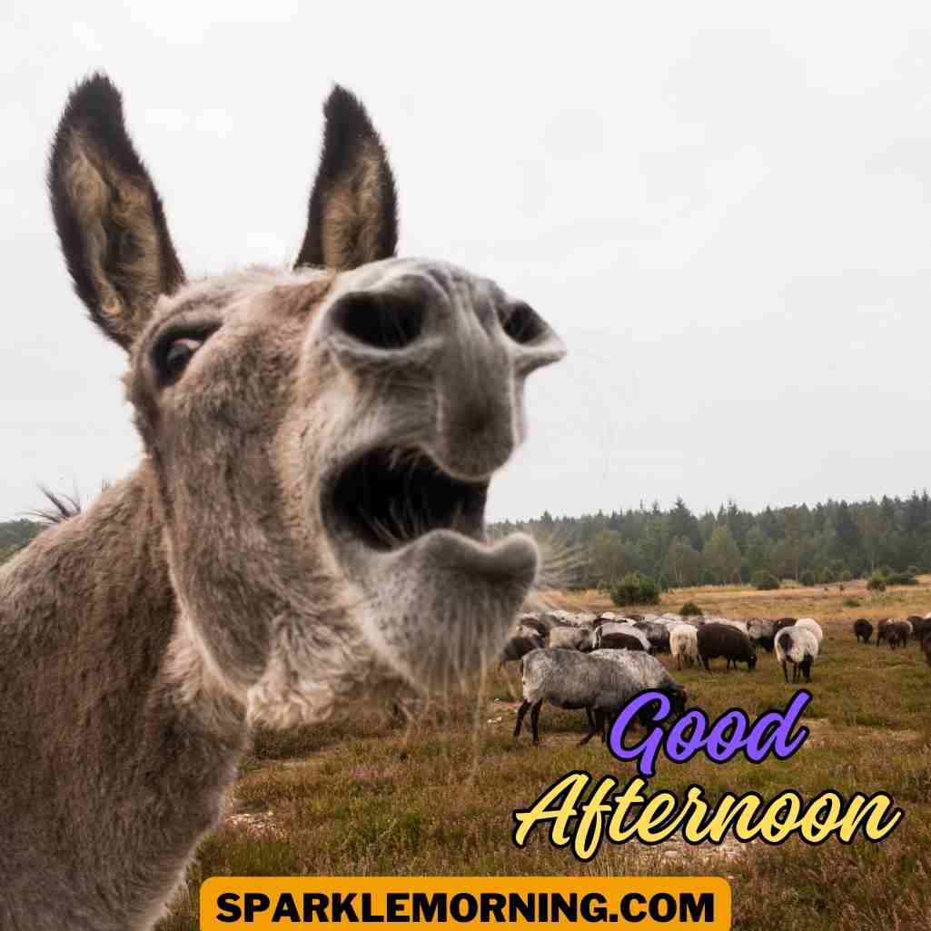 good afternoon funny images