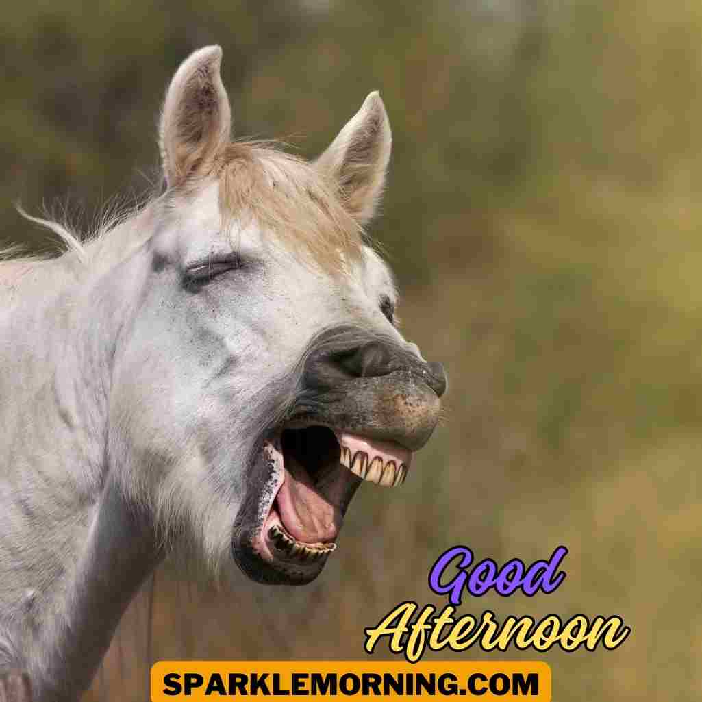 good afternoon funny images