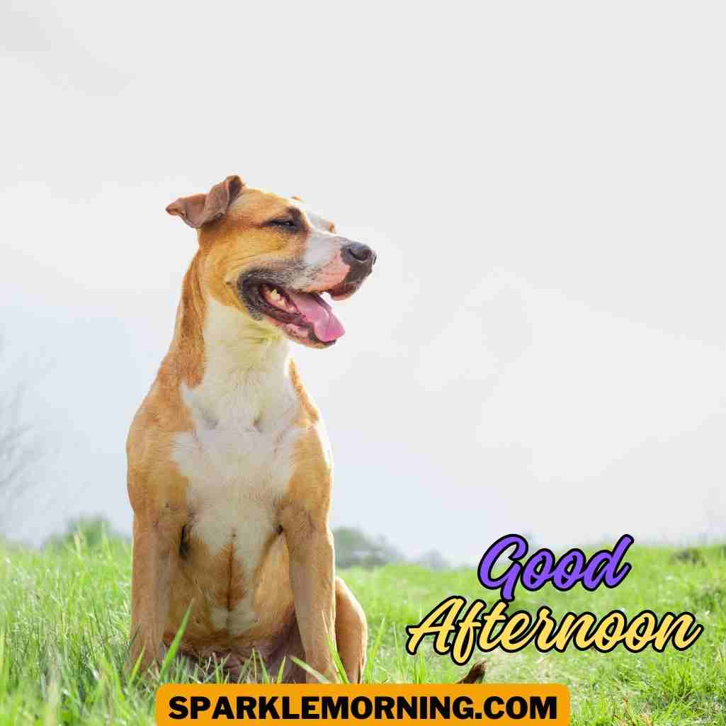 good afternoon funny images