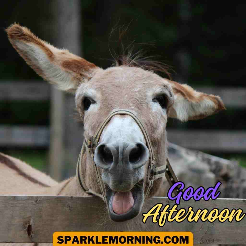 good afternoon funny images