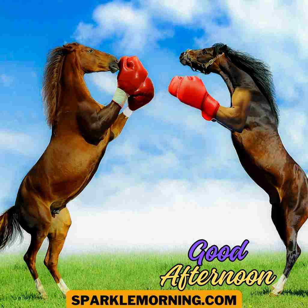 good afternoon funny images