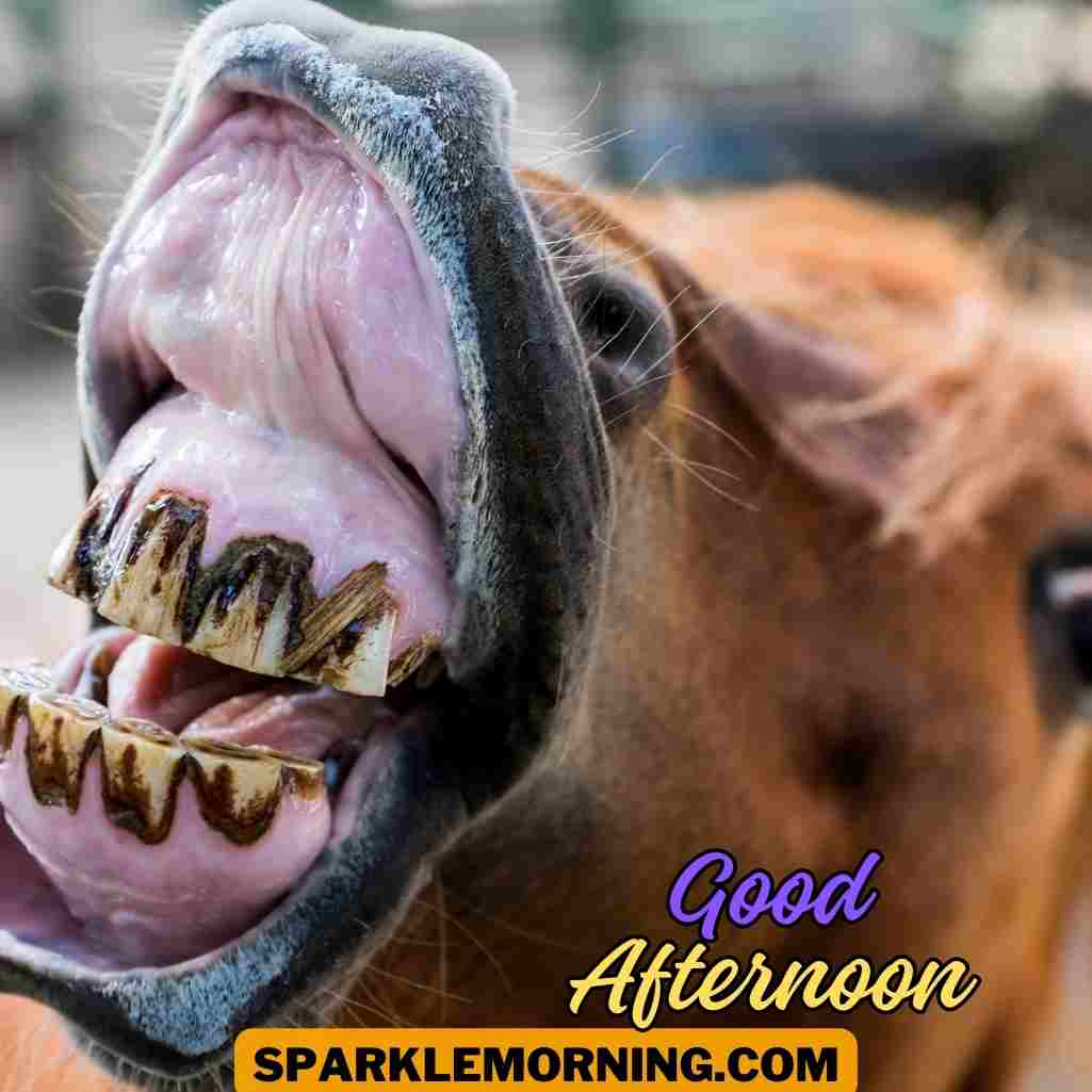 good afternoon funny images