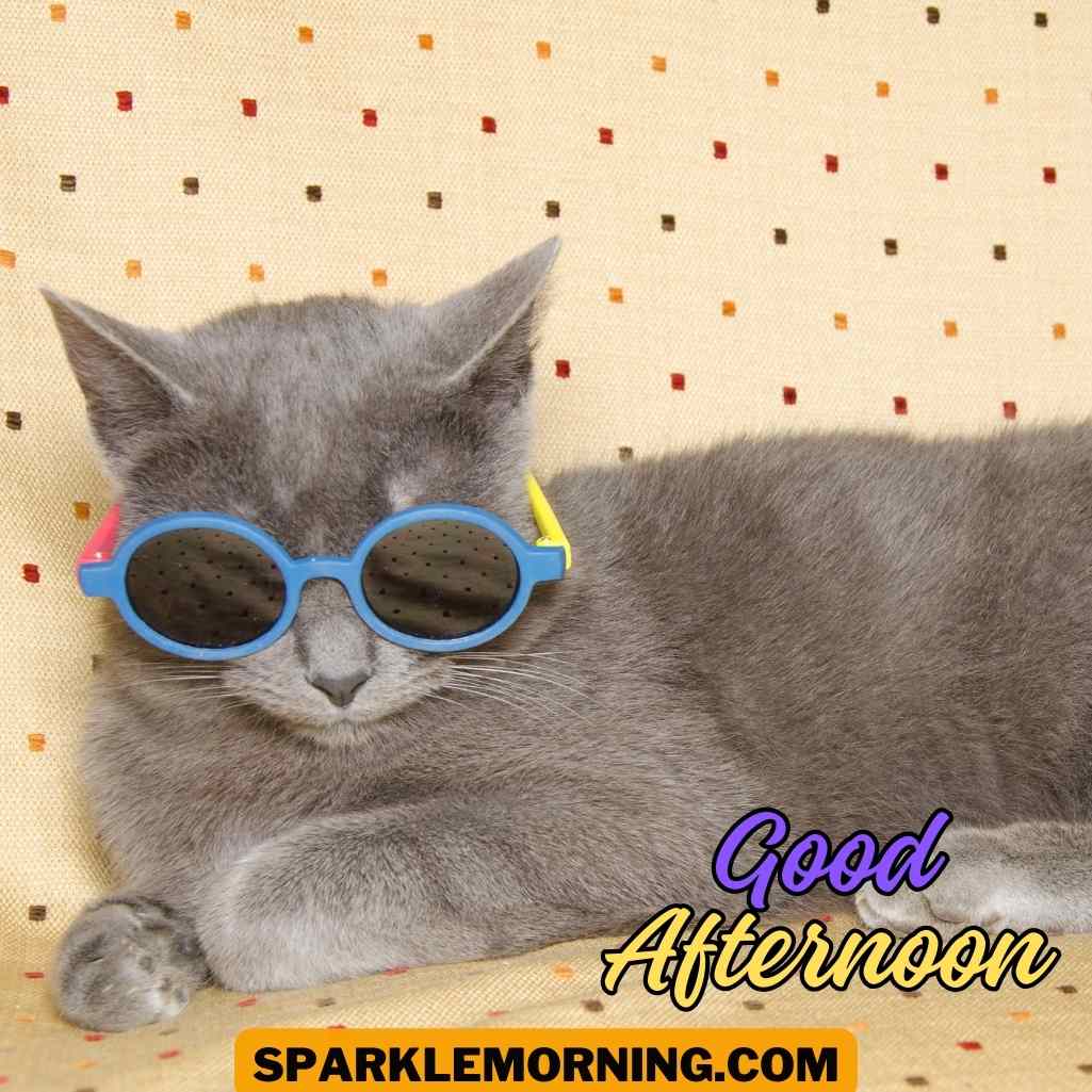 good afternoon funny images