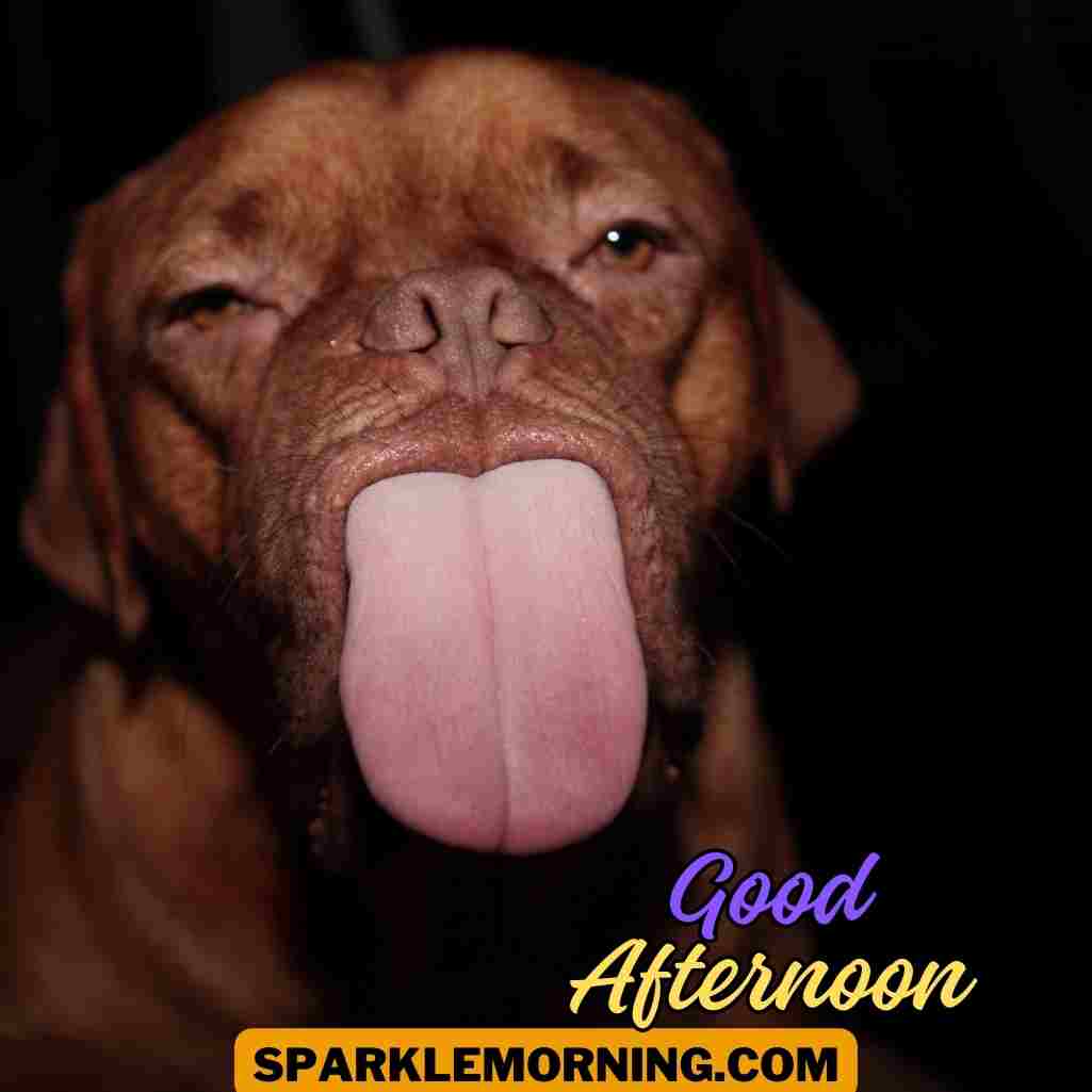 good afternoon funny images