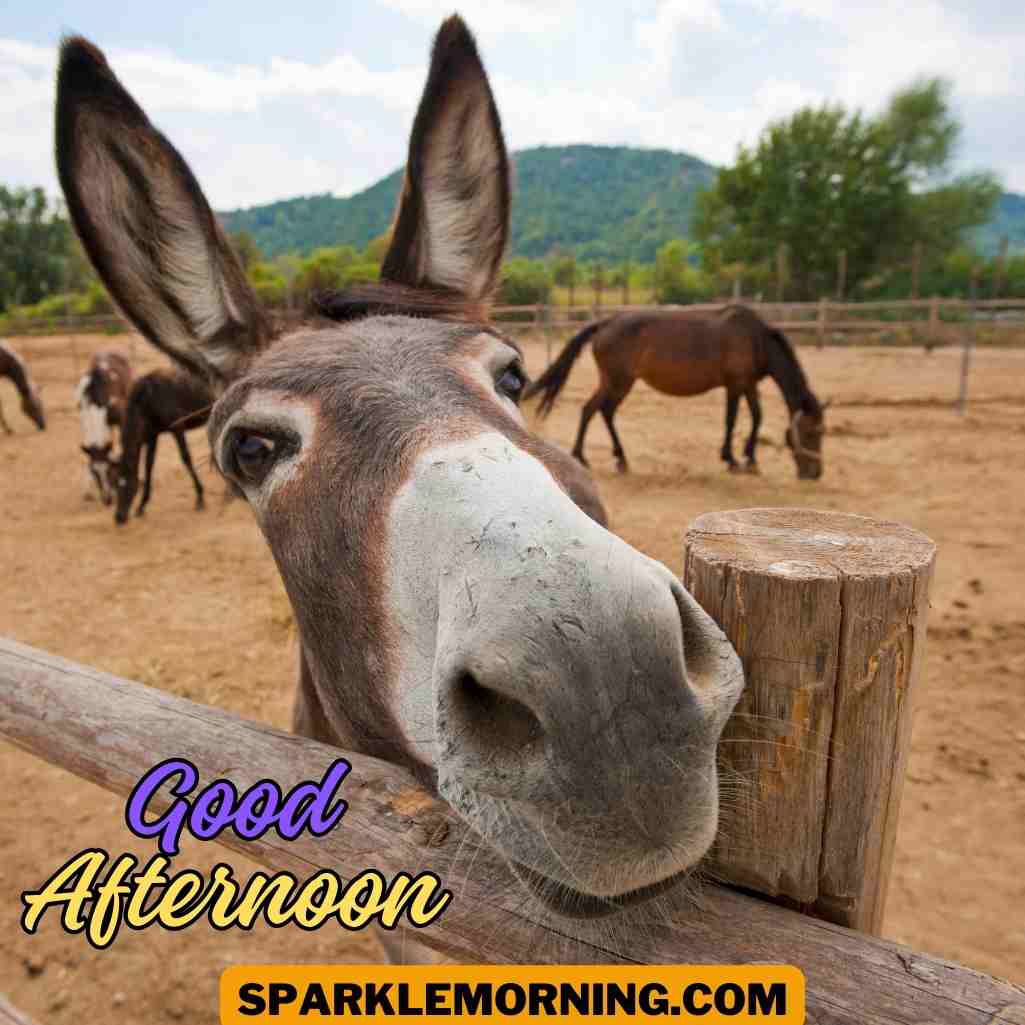 good afternoon funny images