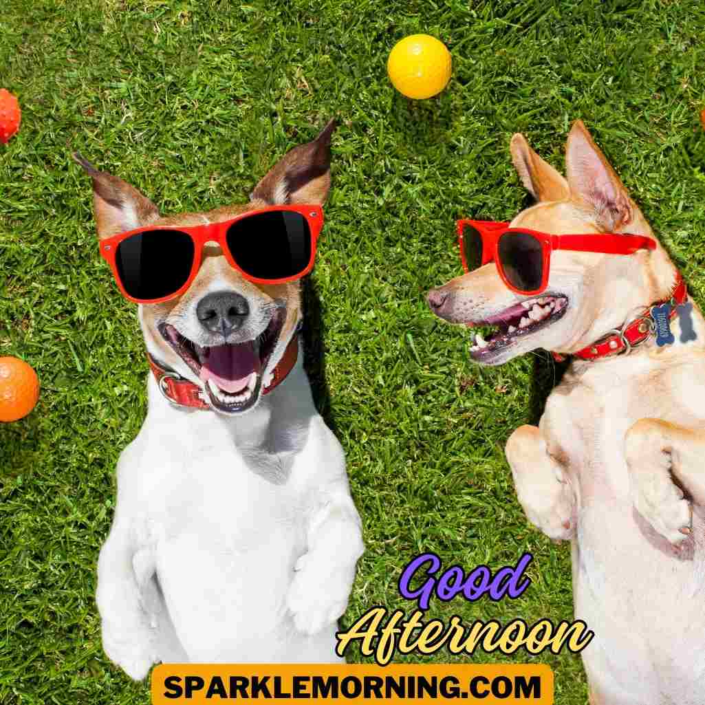 good afternoon funny images