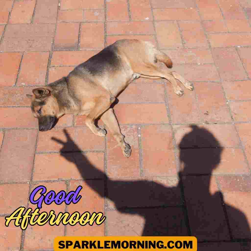 good afternoon funny images