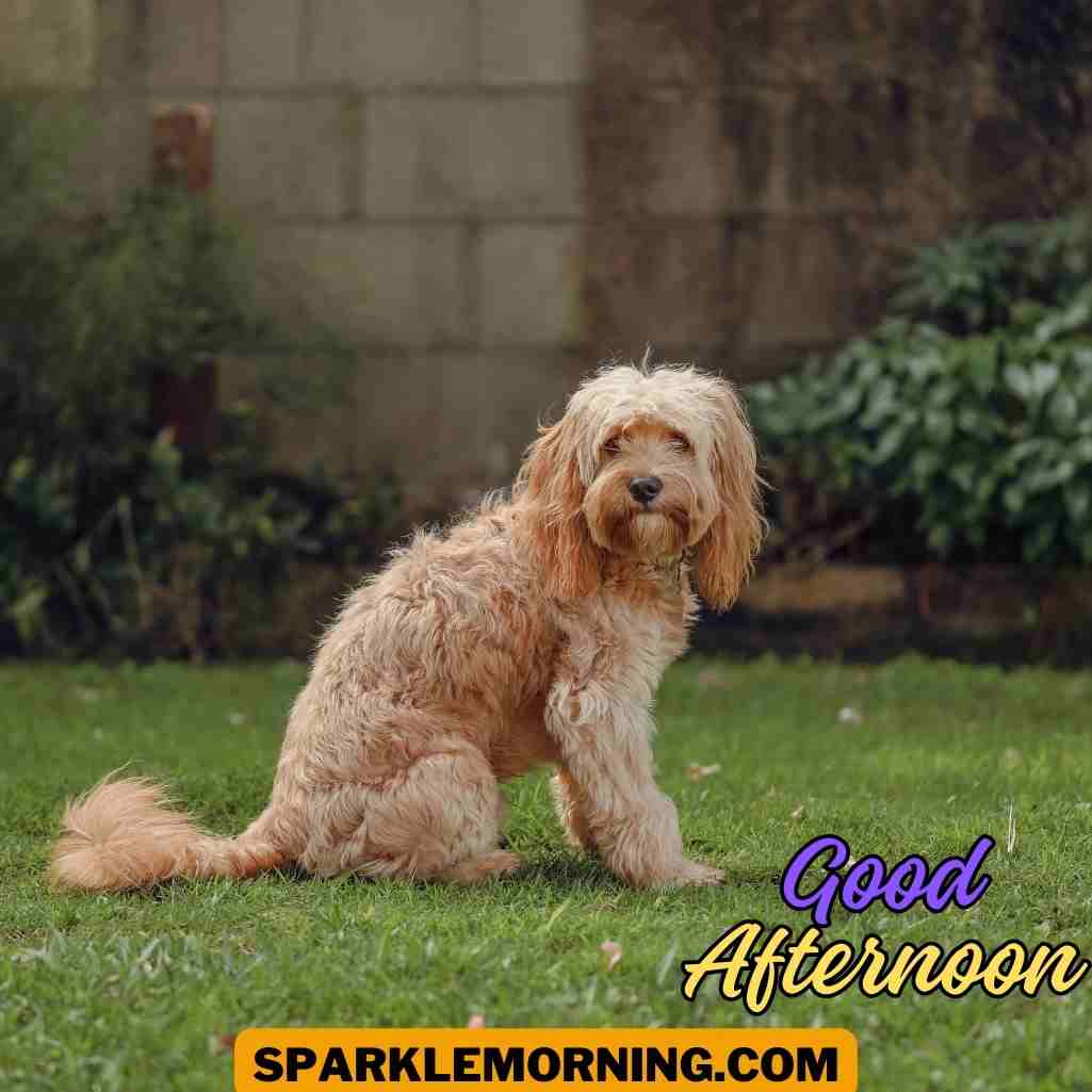 good afternoon funny images