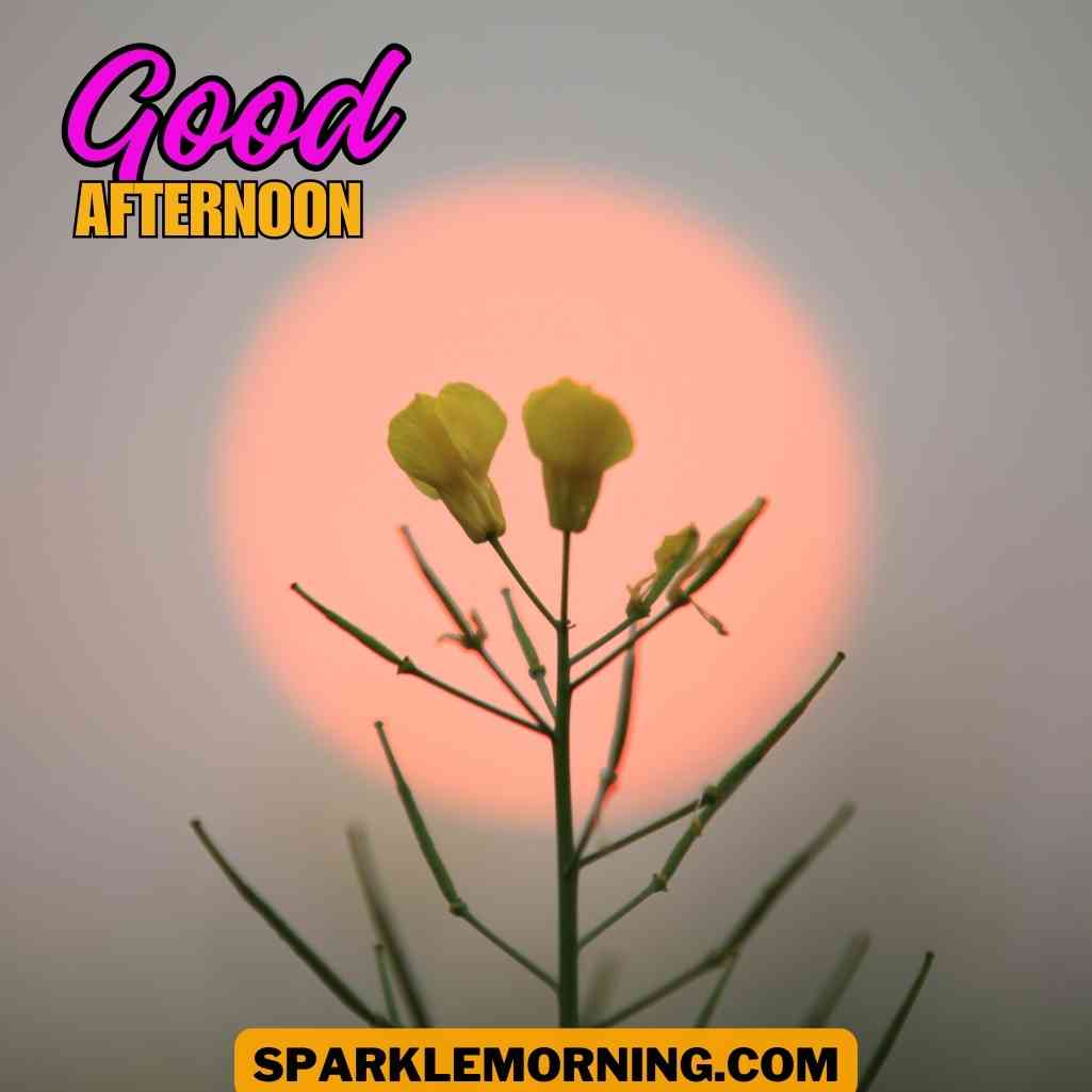 good afternoon images