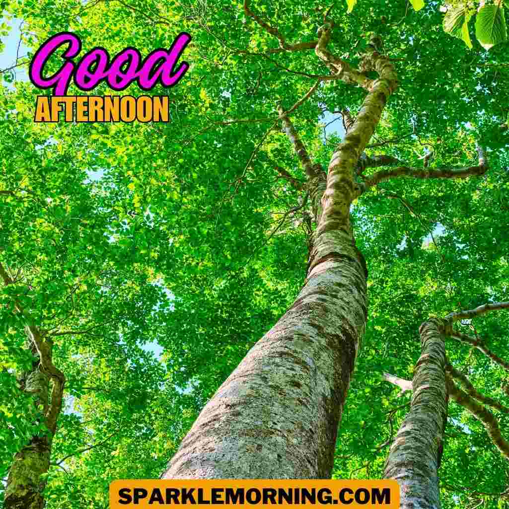 good afternoon images