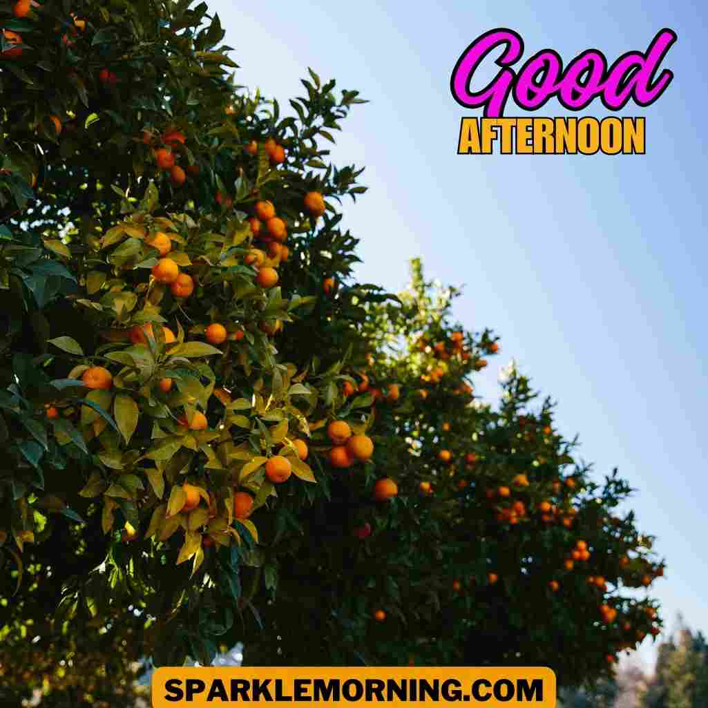 good afternoon images