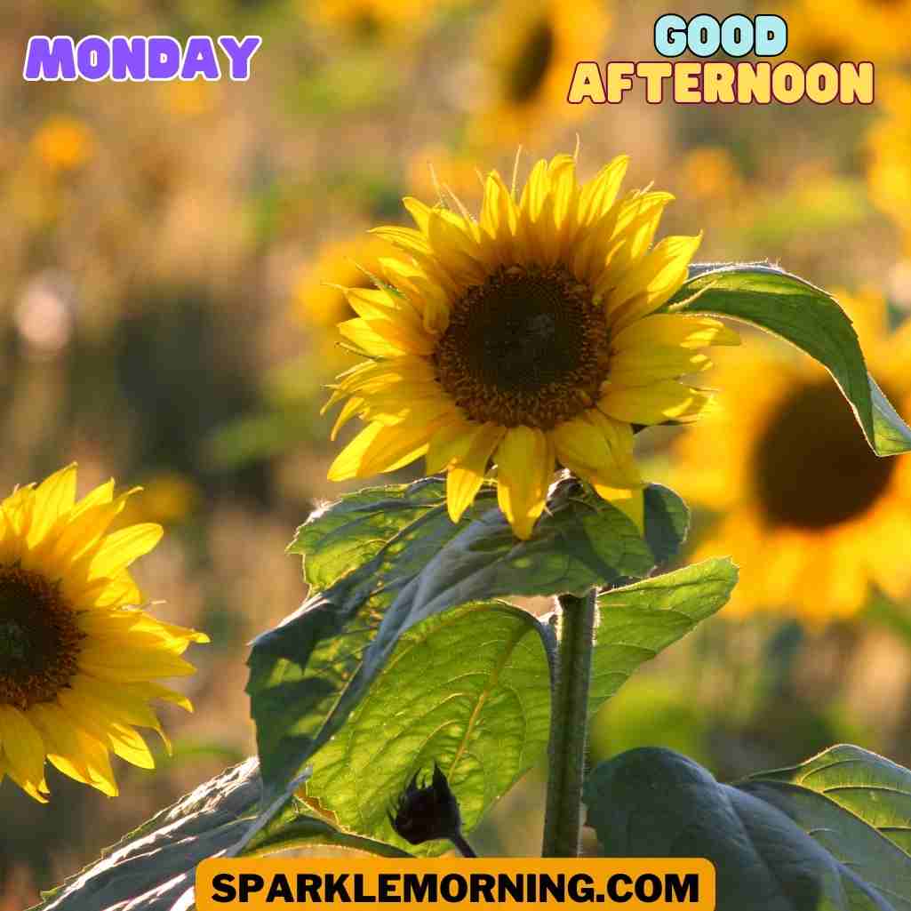 good afternoon monday images