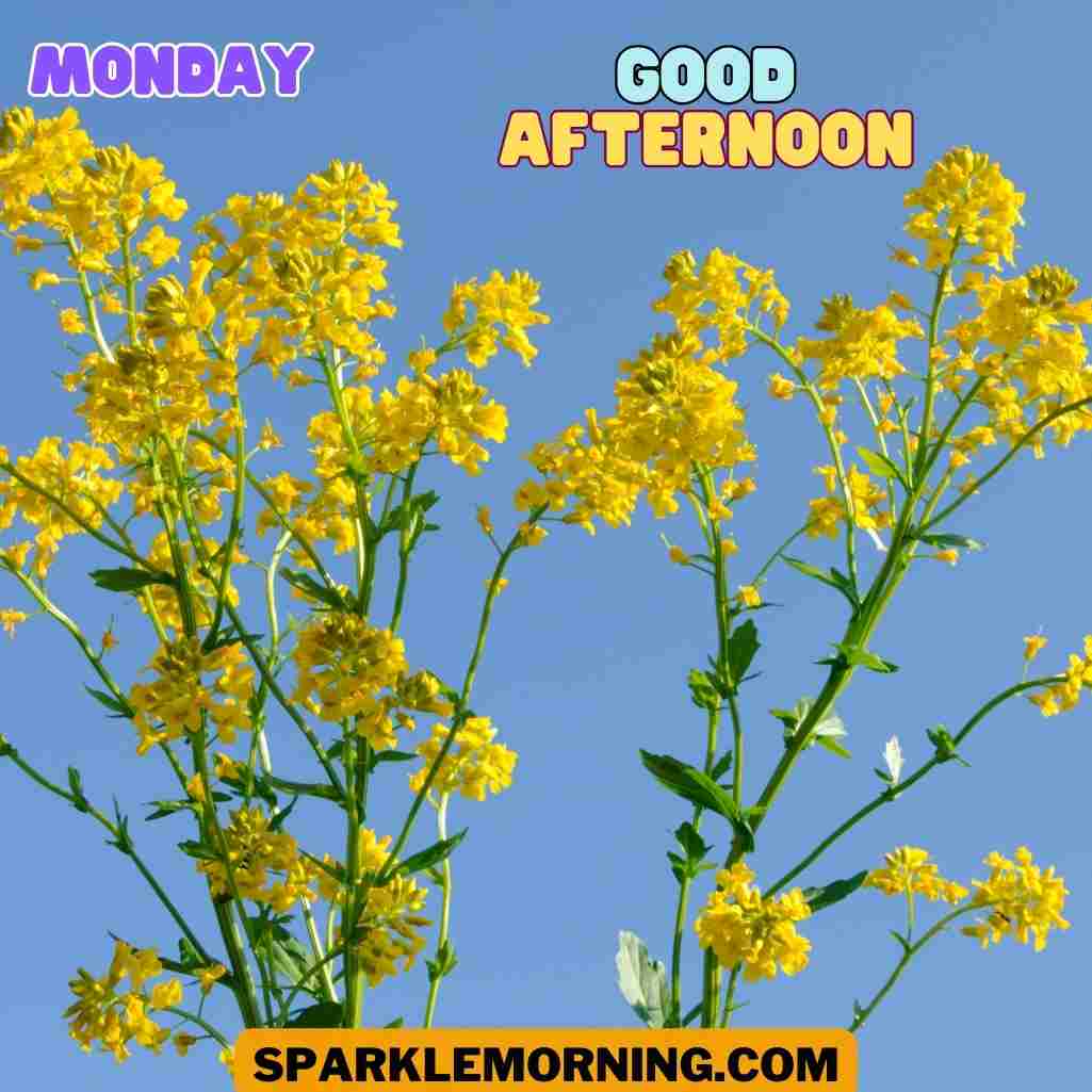 good afternoon monday images