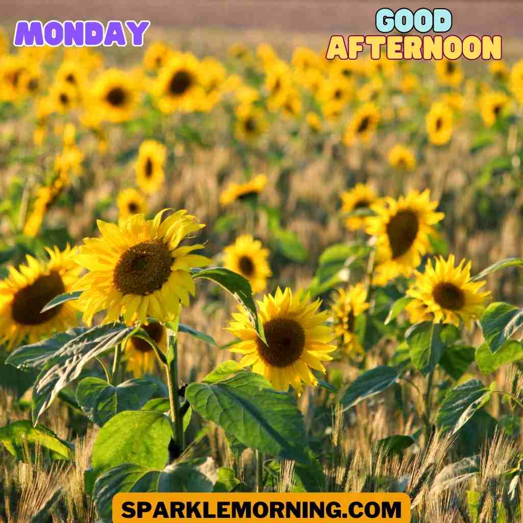 good afternoon monday images