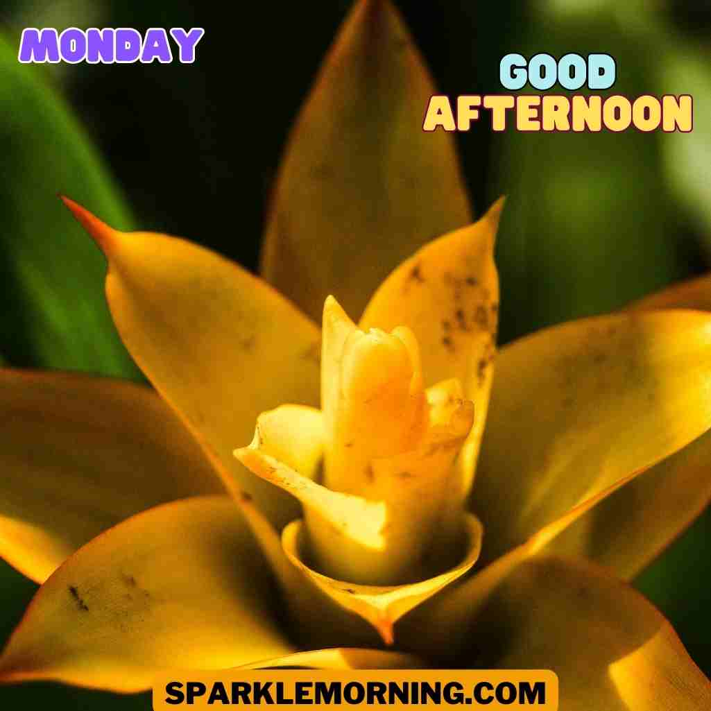 good afternoon monday images