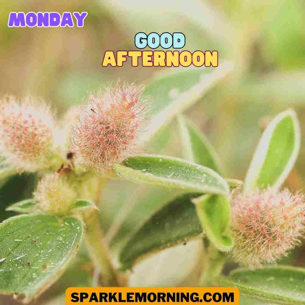 good afternoon monday images