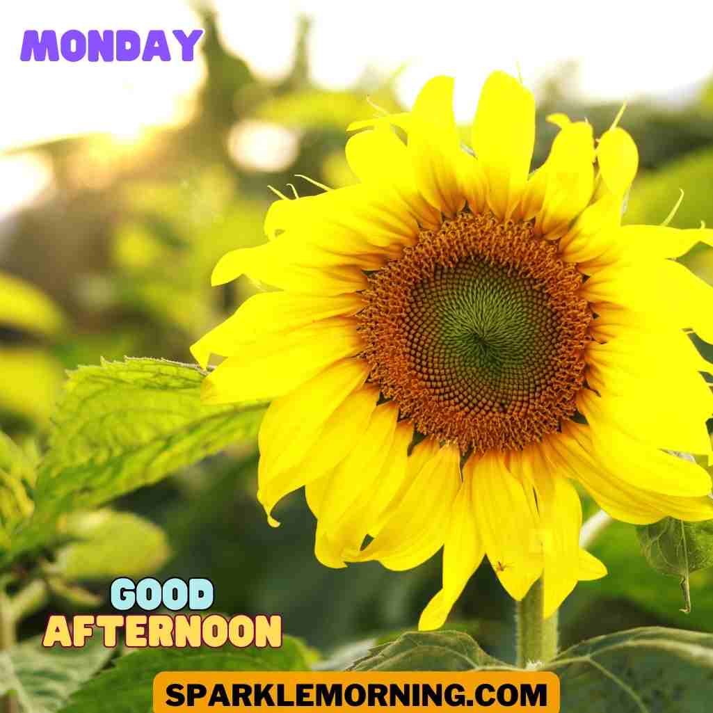 good afternoon monday images