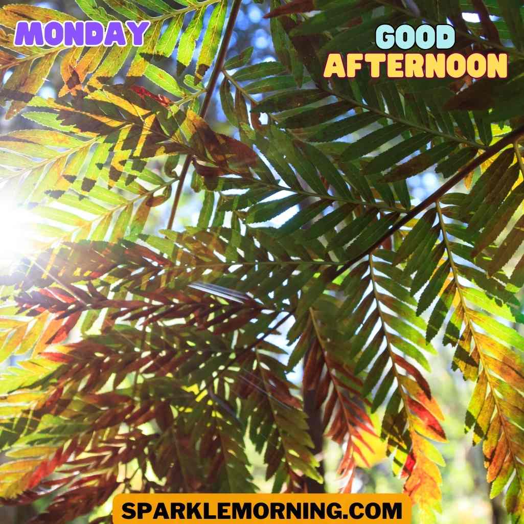 good afternoon monday images