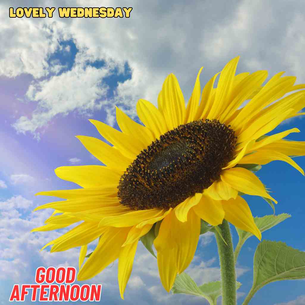 good afternoon wednesday images