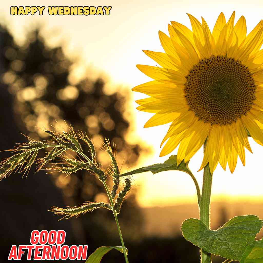 good afternoon wednesday images