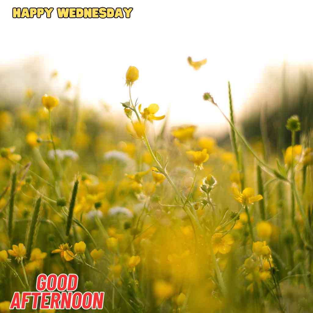 good afternoon wednesday images