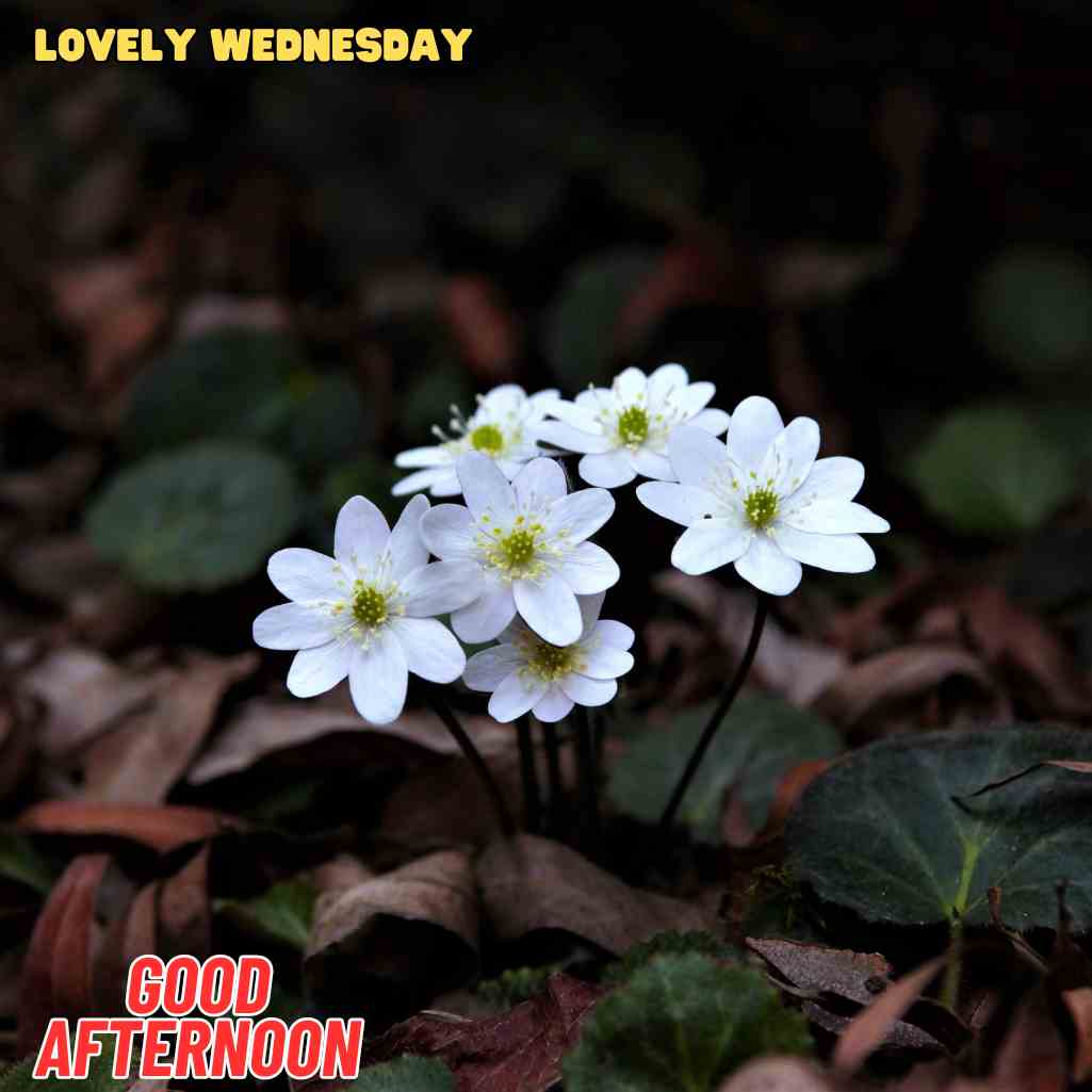 good afternoon wednesday images