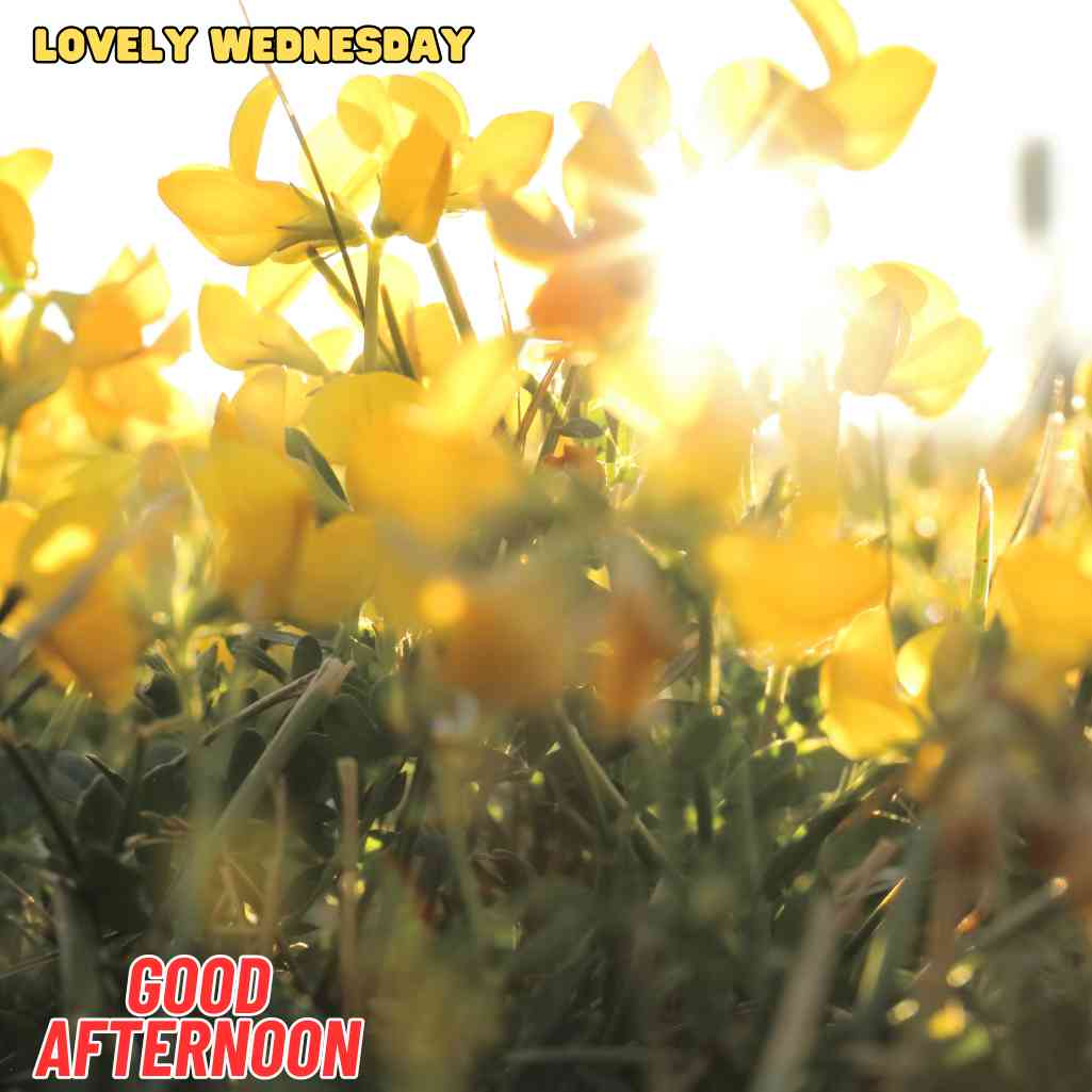 good afternoon wednesday images