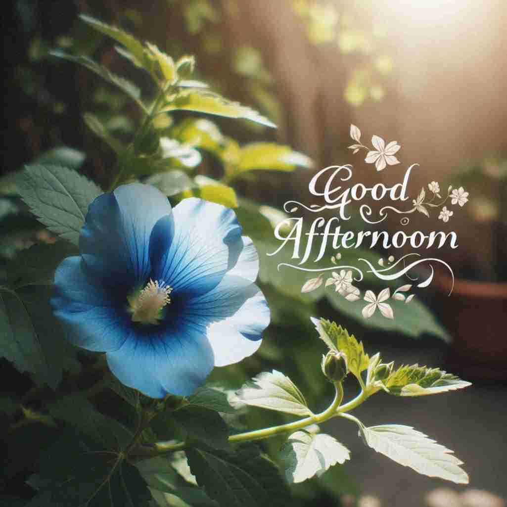 Good Afternoon Blue Flower Images