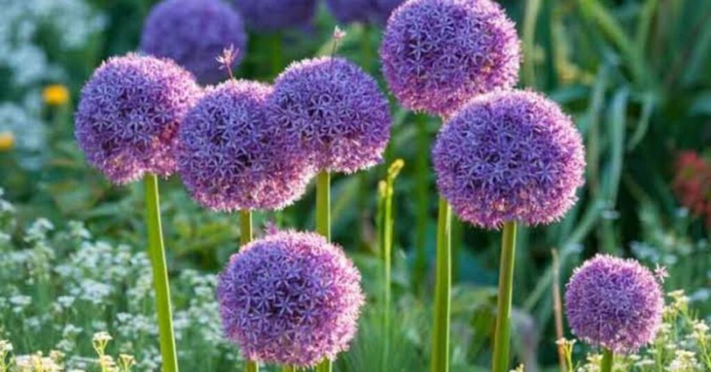 Allium