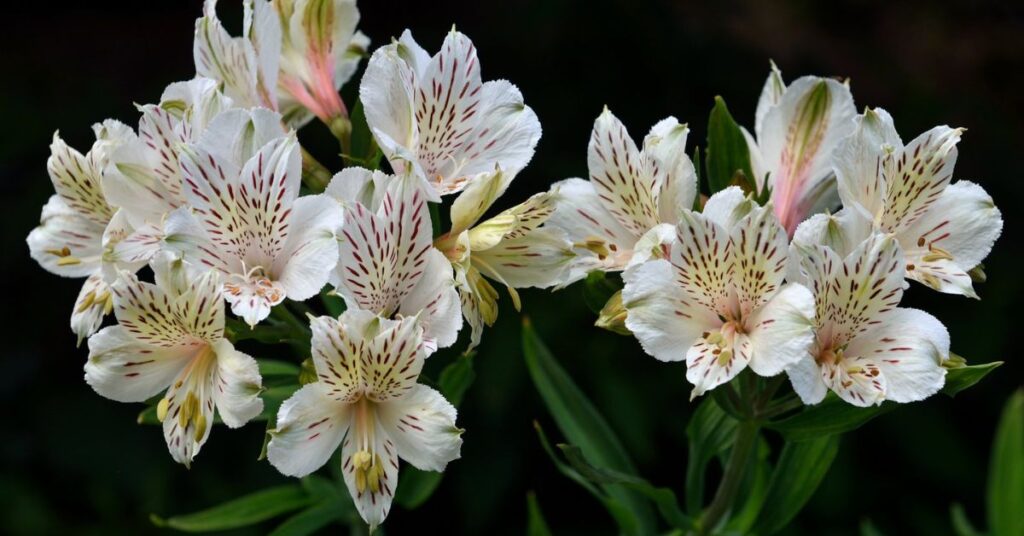 Alstroemeria flowers that represent loyalty