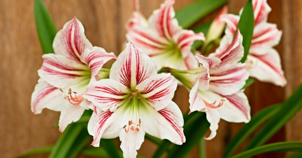 Amaryllis