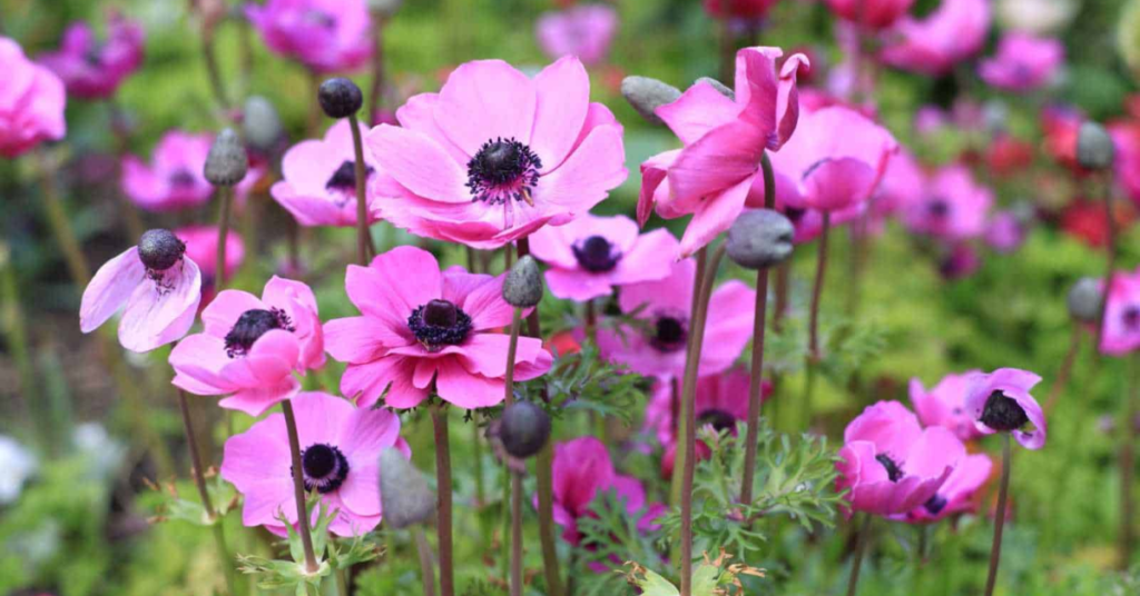 Anemone flowers that mean I miss you