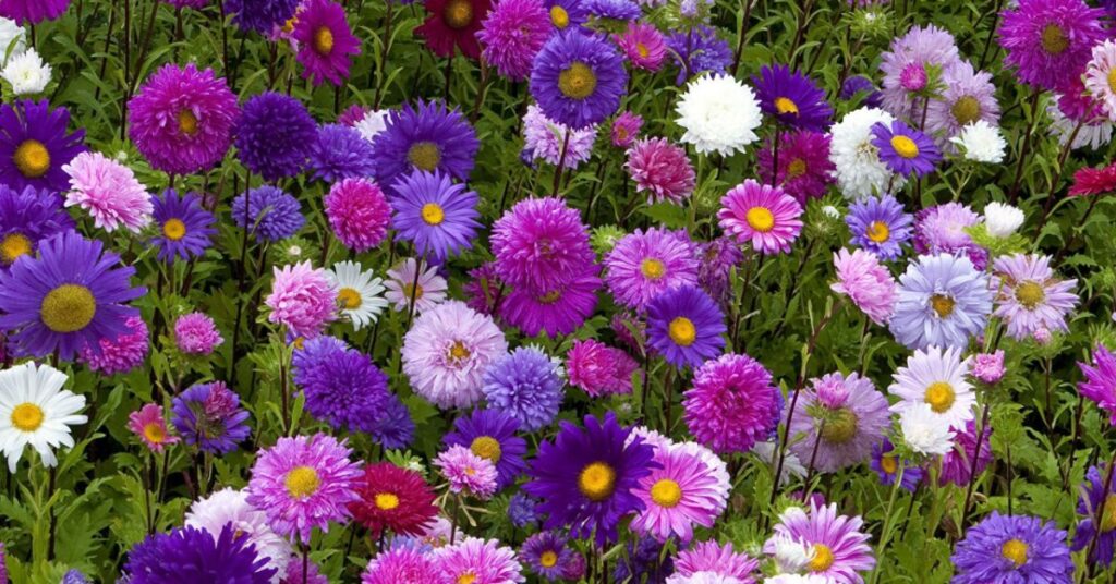 Asters flowers that represent loyalty