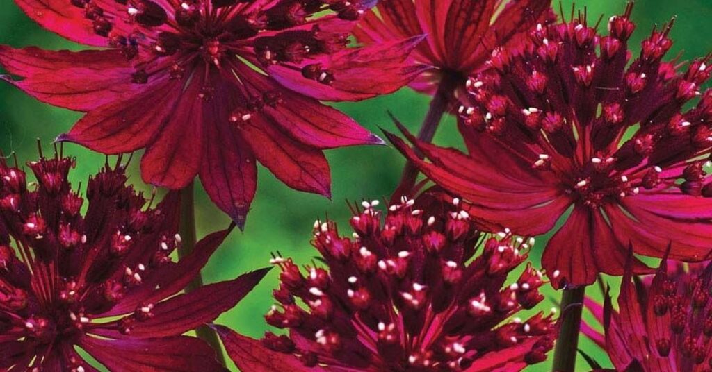 Astrantia